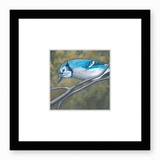 Framed Fine Art Print, Faux Mat - 12x12 inches | Blue Jay in Acrylic, FMS-1000-1148, Prints, Fine art, Black Frame, 30 x 30 cm ,12 x 12 inches
