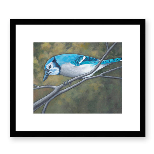 Framed Fine Art Print, White Mat - 14x12 19x16 24x20 29x24 34x28 inches | Blue Jay in Acrylic, FPH-1000-1148, Prints, Fine art, Black Frame, 36 x 30 cm, 14 x 12 inches